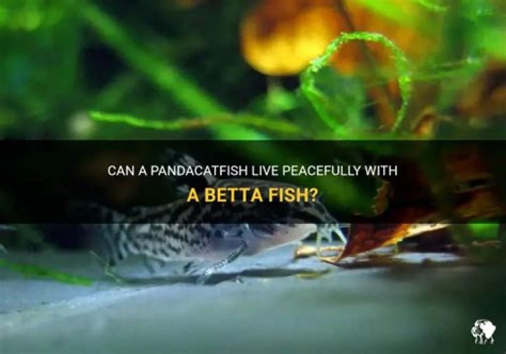 Can A Pandacatfish Live With A Betta Fish