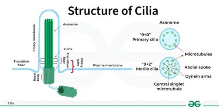 Question: How Long Does It Take For Cilia To Repair