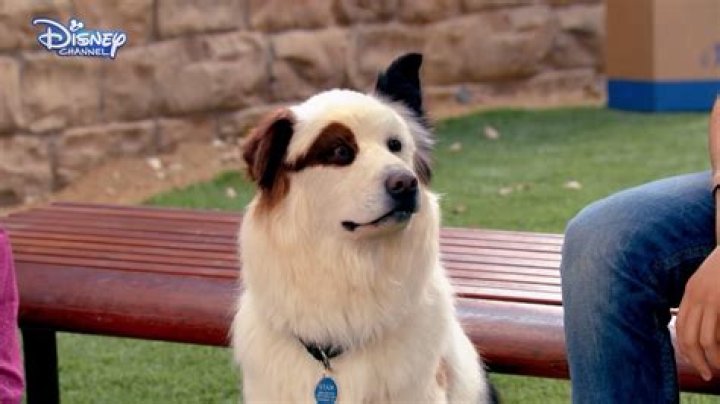 Quick Answer: What Breed Is Stan From Dog With A Blog